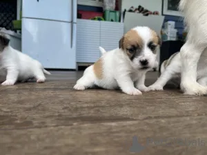 Фото №3. Süße Jack Russell Welpen WhatsApp 44 7453 907158.  Германия