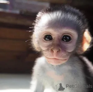 Фото №1.  - купить в Фрайбург за 89868₽. Объявление №161307