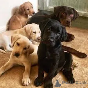 Дополнительные фото: Labrador Retriever Puppies