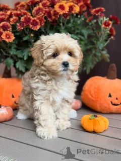 Фото №4. Продажа мальтипу в Бофорт частное объявление - цена 51022₽