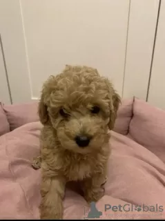 Фото №3. miniature poodle puppies for sale.  Германия