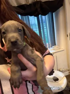 Фото №1. грейхаунд - купить в Марикина за договорная. Объявление №159842