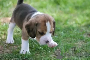 Фото №2 к объявлению №161165 о продаже  - купить в Испании 