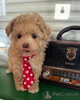 Фото №2 к объявлению №167673 о продаже мальтипу - купить в Германии частное объявление, заводчик