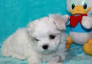 Фото №1. мальтийская болонка - купить в Джорджиана за договорная. Объявление №167105