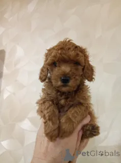 Дополнительные фото: Той пуделя щенки мальчики и девочки с родословной