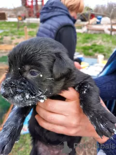 Дополнительные фото: щенки чёрного ризеншнауцера