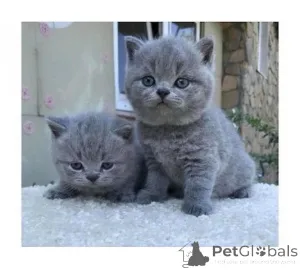 Фото №1.  - купить в Нью-Йорке за договорная. Объявление №140077