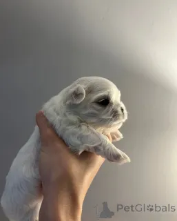 Фото №2 к объявлению №161331 о продаже мальтийскую болонку - купить в Чехии 