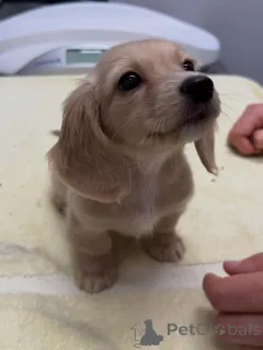 Фото №1. такса - купить в Дрезден за договорная. Объявление №163654