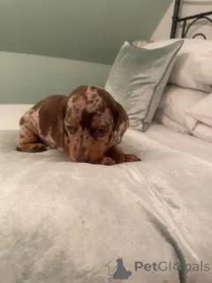 Фото №2 к объявлению №166923 о продаже дирхаунда - купить в Германии частное объявление