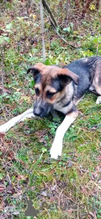 Фото №2 к объявлению №155102 о продаже беспородную - купить в России частное объявление