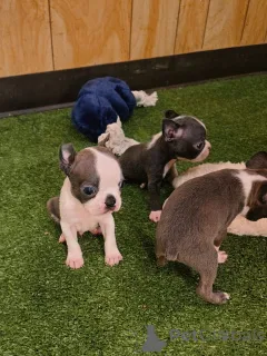 Фото №3. Entzückende Boston-Terrier-Welpen suchen einliebevolles Zuhause!.  Германия