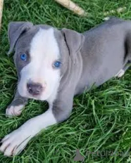 Фото №2 к объявлению №165548 о продаже стаффордширского бультерьера - купить в Великобритании частное объявление, заводчик