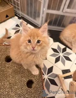 Дополнительные фото: Мейн-кун-Кэтчен