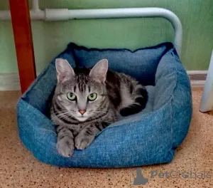 Фото №1. бенгальская - купить в Москва за 100₽. Объявление №140655