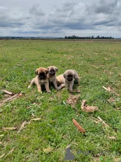 Фото №1. анатолийская овчарка - купить в Плохой Хомбург перед высотой за договорная. Объявление №166357