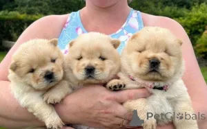 Фото №1. чау-чау - купить в Бург за договорная. Объявление №162391