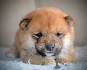 Дополнительные фото: Шиба Ину красивые щенки