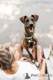 Дополнительные фото: Стася ищет дом и сердце, в котором она снова будет нужной.