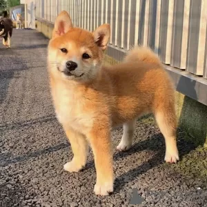 Фото №3. Shiba inu puppies.  Кувейт