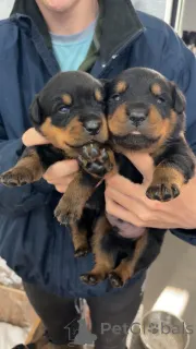 Фото №2 к объявлению №167821 о продаже ротвейлера - купить в Бельгии из питомника