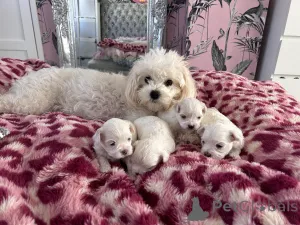 Фото №1. мальтийская болонка - купить в Forsbacka за договорная. Объявление №162464