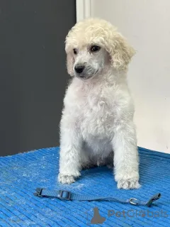 Дополнительные фото: Стандартный пудель