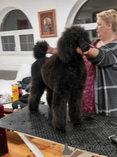 Дополнительные фото: ЧЕМПИОН ПОМЕТ ЧЕРНЫХ стандартных пуделей высшего ранга