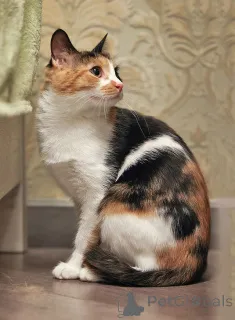 Дополнительные фото: Очаровательная трёхцветка Лора в поиске дома