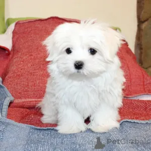 Дополнительные фото: Продаются милые очаровательные щенки мальтийской болонки. Свяжитесь с WhatsApp