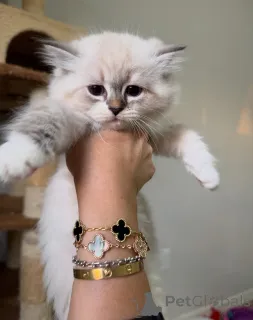 Фото №3. Мягкая, как песня, сладкая, как сон, Ария приносит любовь и элегантность каждому. Швеция