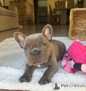 Фото №2 к объявлению №161504 о продаже французского бульдога - купить в Германии частное объявление