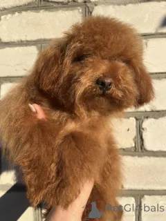 Дополнительные фото: Toy poodle's male