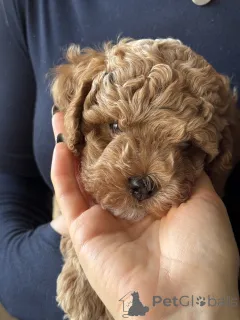 Дополнительные фото: Щенок мальтипу