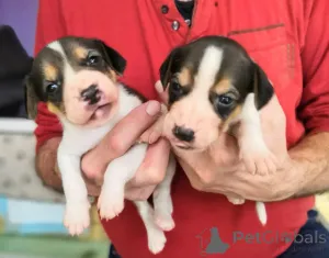 Дополнительные фото: Щеночки русской Гончей.