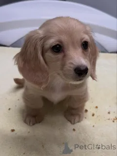 Фото №2 к объявлению №163654 о продаже таксу - купить в Германии заводчик