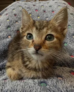 Фото №3. Бенгальские котят. Германия