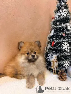 Дополнительные фото: Щенки померанского шпица, оранжево-белые