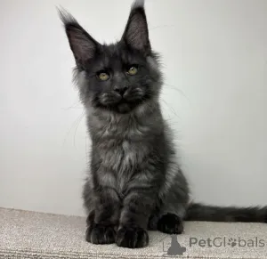 Фото №2 к объявлению №163708 о продаже мейн-кун - купить в Германии заводчик