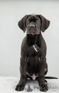 Фото №3. CANE CORSO.  Украина