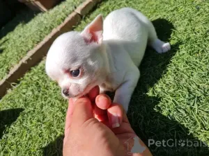 Фото №3. Продаются милые очаровательные щенки чихуахуа, обращайтесь в WhatsApp Business.  Германия