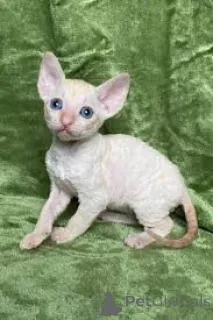 Фото №3. Kocięta rasy cornish rex na sprzedaż. Польша