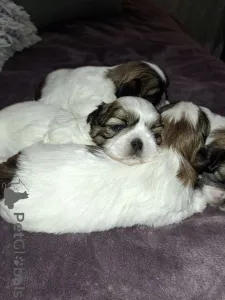 Дополнительные фото: Идеальные чистокровные щенки Ши-Тцу. 