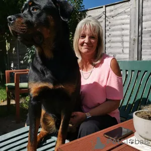 Фото №1.  - купить в Дейаян за договорная. Объявление №163410