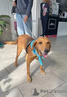 Дополнительные фото: Добрый, нежный песик Рыжулик, метис Русской Гончей в дар