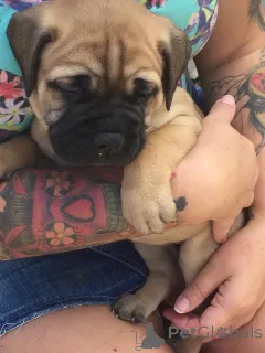 Дополнительные фото: Щенки бульмастифа