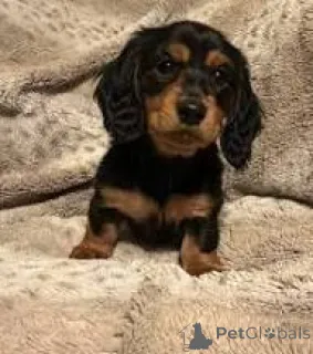 Фото №2 к объявлению №165699 о продаже таксу - купить в Великобритании частное объявление, заводчик