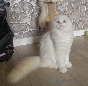 Фото №3. Шотландские котята. Россия