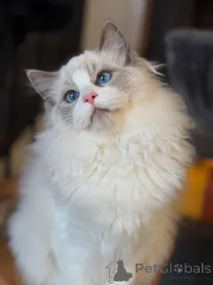 Фото №3. Элегантная, нежная и полная очарования Белла красота, окутанная мехом.. Ирландия